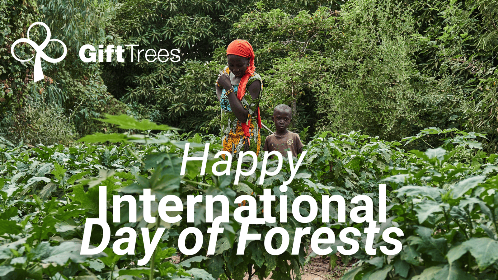 Trees Planted with Forest Focus Tackle Poverty and Restore Nature